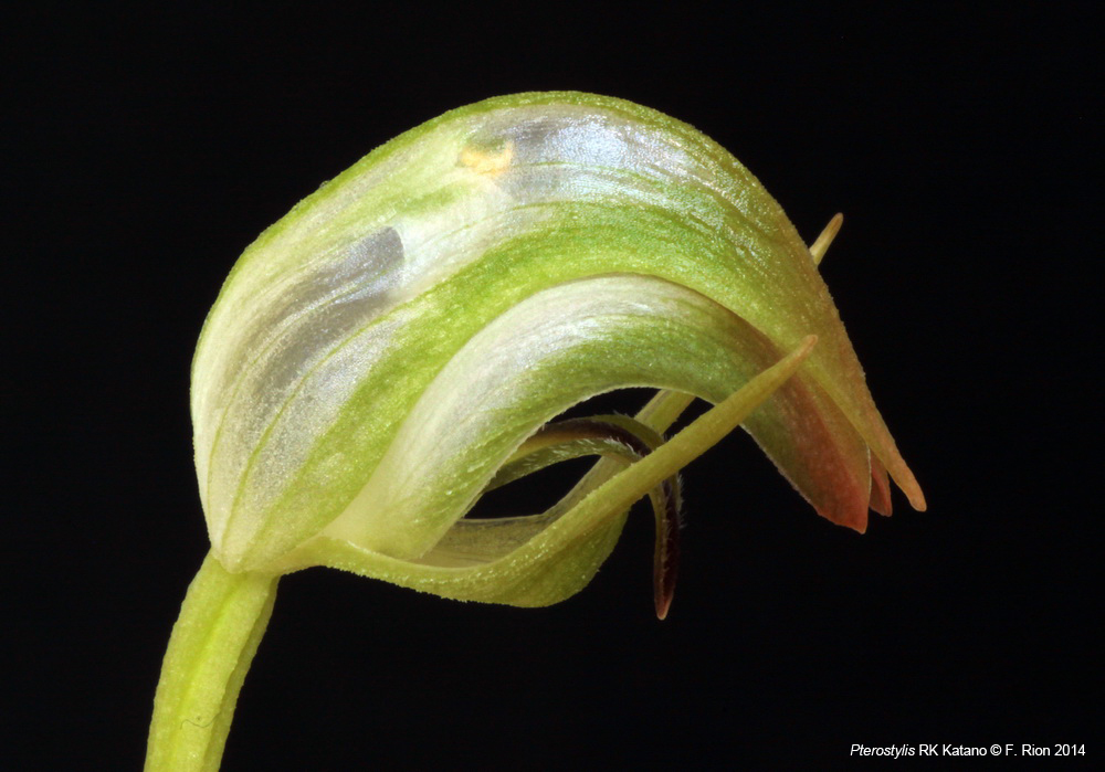 Pterostylis RK Katano (nutans var. alba x stricta) IMG_8529_zpscec6a976