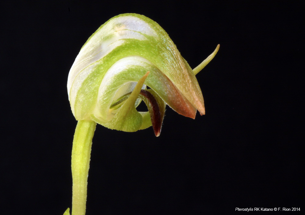 Pterostylis RK Katano (nutans var. alba x stricta) IMG_8532_zpsf86fb3cc