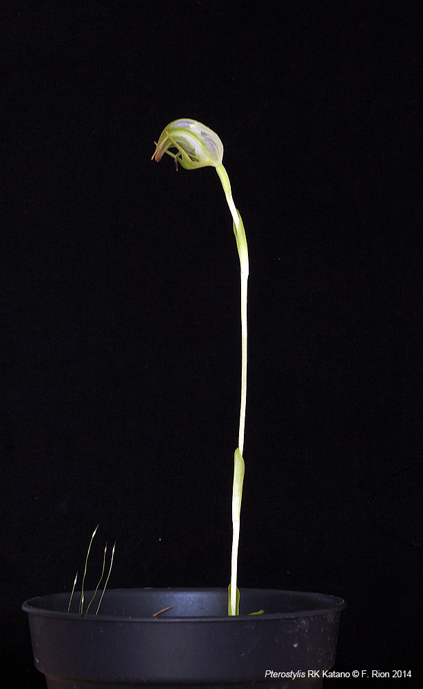 Pterostylis RK Katano (nutans var. alba x stricta) IMG_8533_zpsf047cfdb