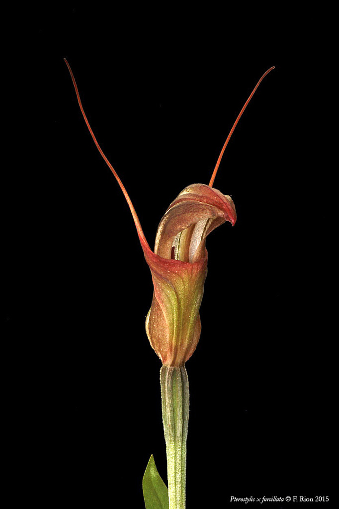 Pterostylis x furcillata IMG_8548_zpsg4nqkrmn