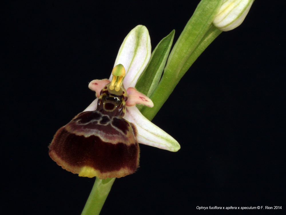 Ophrys fuciflora x apifera x speculum IMG_8549_zps71cdad9a