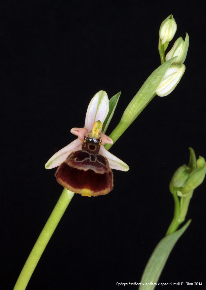 Ophrys fuciflora x apifera x speculum IMG_8552_zps9ad8d3c3