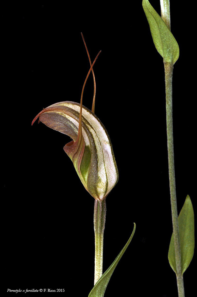 Pterostylis x furcillata IMG_8552_zpsrfstwhu9