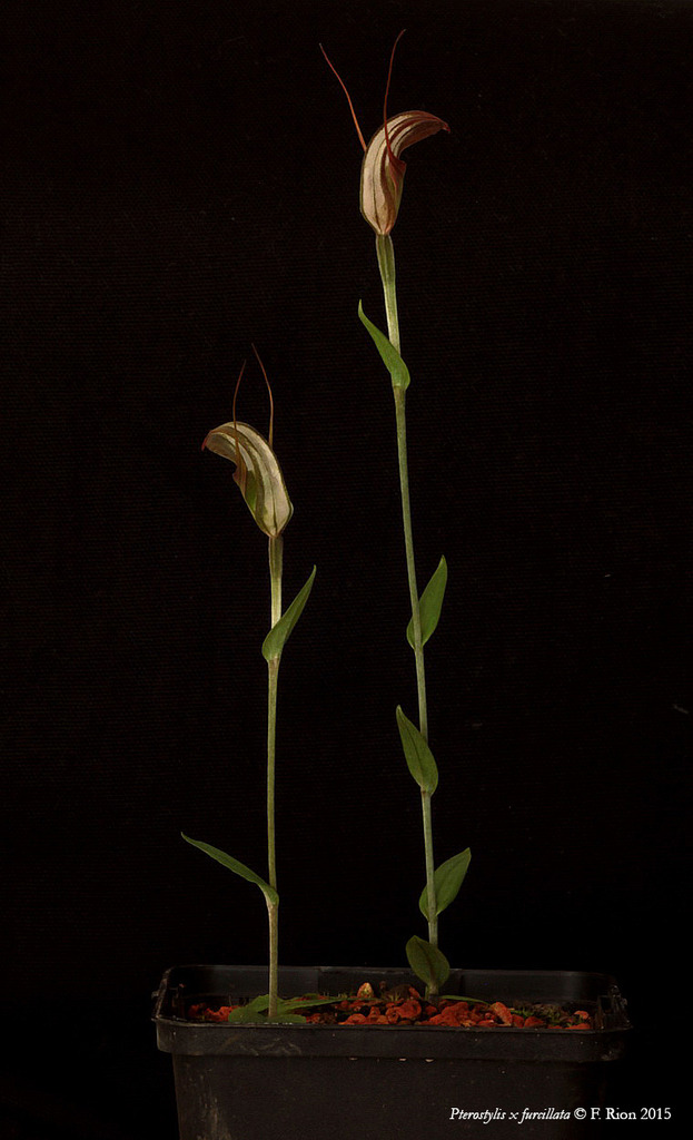 Pterostylis x furcillata IMG_8553_zpsbnshkxyu