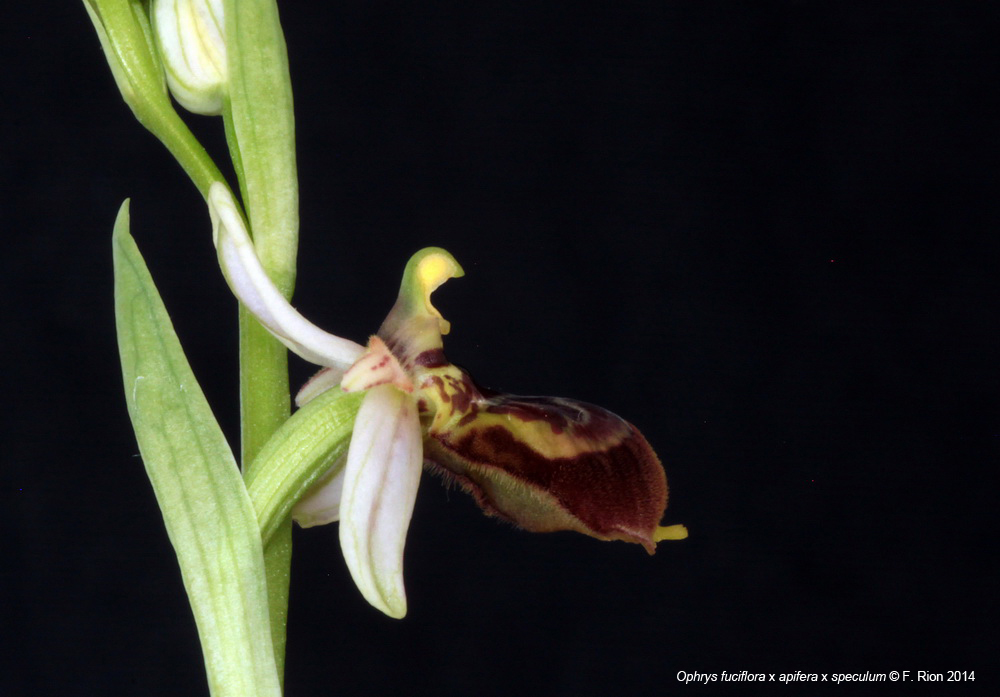 Ophrys fuciflora x apifera x speculum IMG_8554_zps292316dd