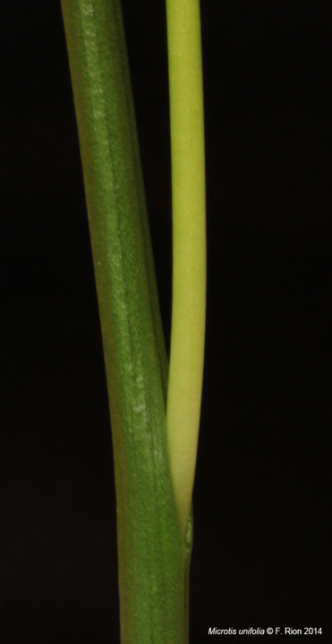 Microtis unifolia IMG_8596_zps67604066