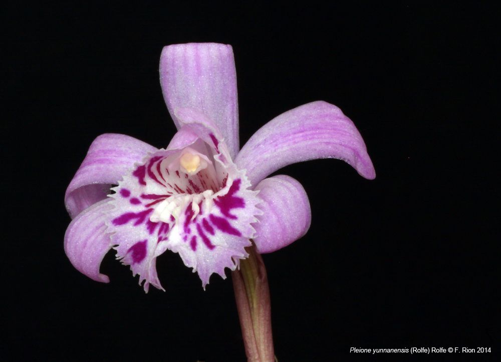 Pleione yunnanensis IMG_8605_zpsa08f2d4a