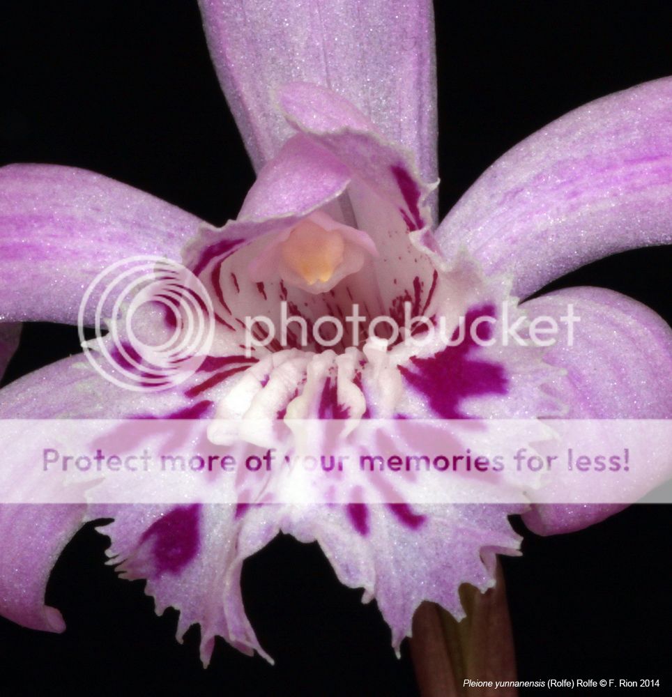 Pleione yunnanensis IMG_8606_zps26a8e42c