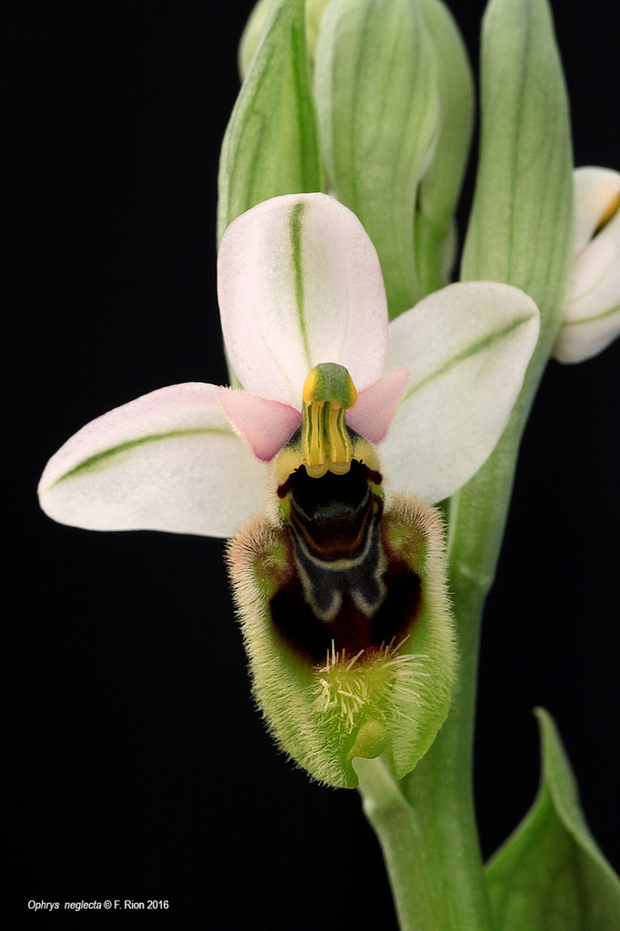 Ophrys neglecta IMG_8840_zpsmdzunrhs