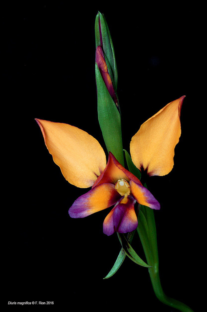 Diuris magnifica IMG_8961_zpsj0w2t6zi