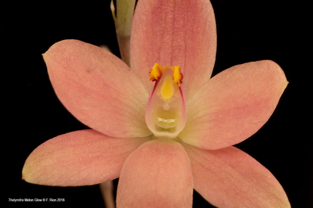 Thelymitra Melon Glow IMG_9029_zps5p05wfin