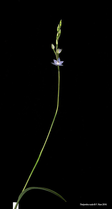 Thelymitra nuda IMG_9195_zpsicliqflq