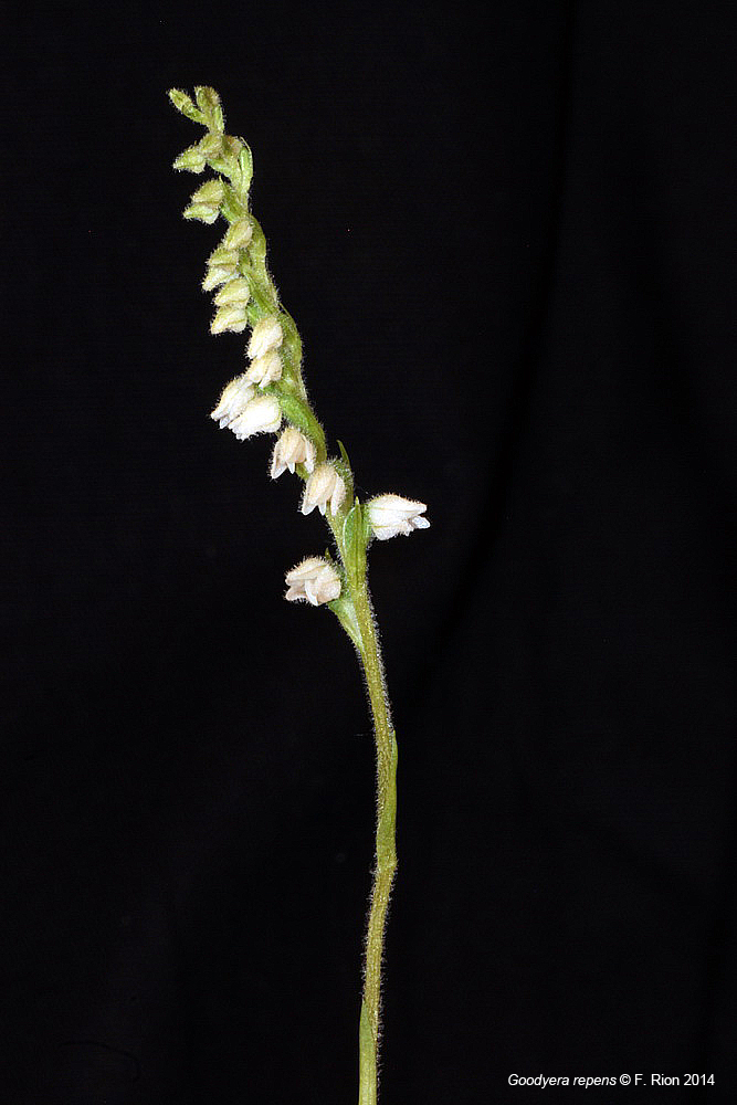 Goodyera repens IMG_9314_zpsdff8b107