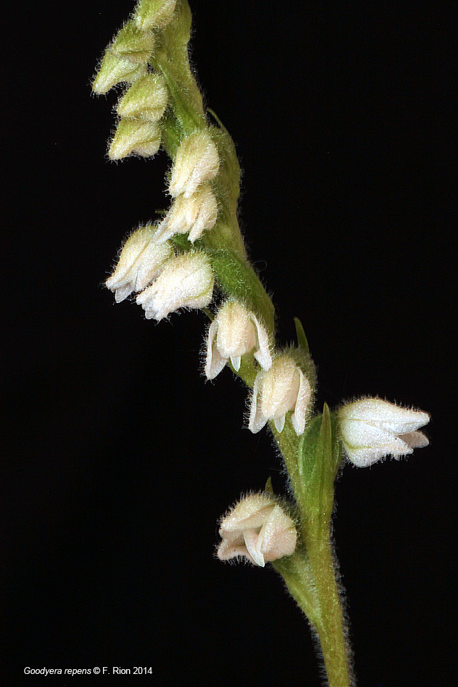 Goodyera repens IMG_9315_zps72c13065