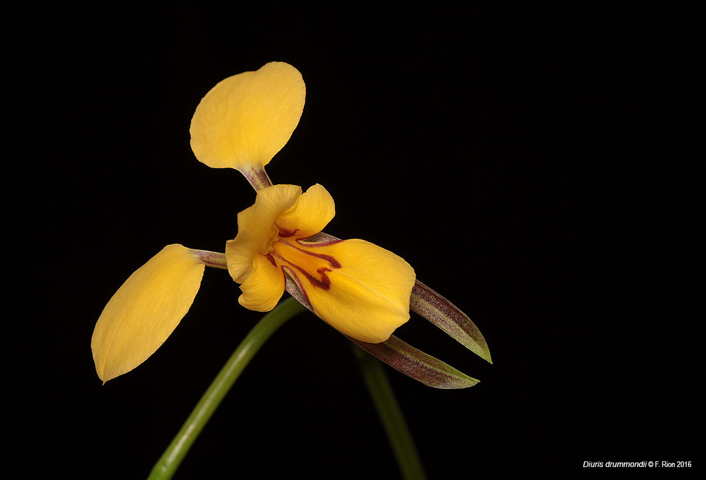 Diuris drummondii IMG_9841_zpsgi2nlzsu