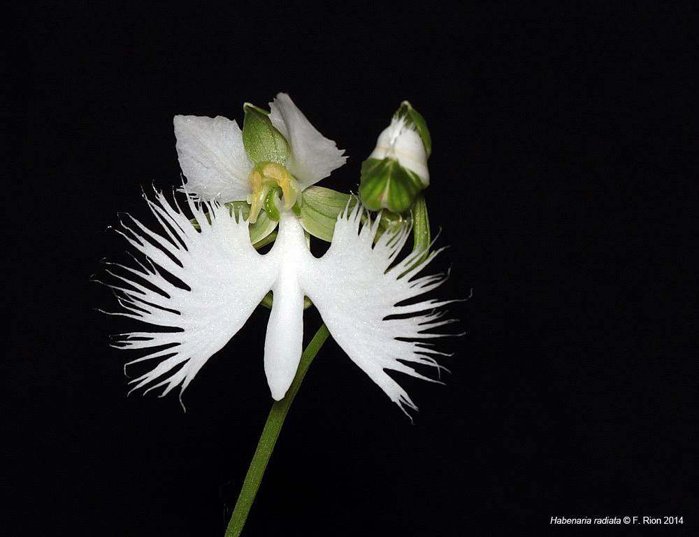 Pecteilis radiata (ex Habenaria radiata) IMG_9939_zpsfa4ecea5