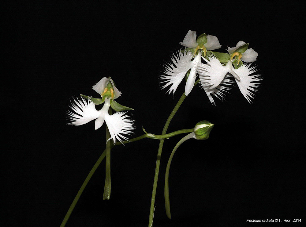 Pecteilis radiata (ex Habenaria radiata) IMG_9944_zps7f59a028