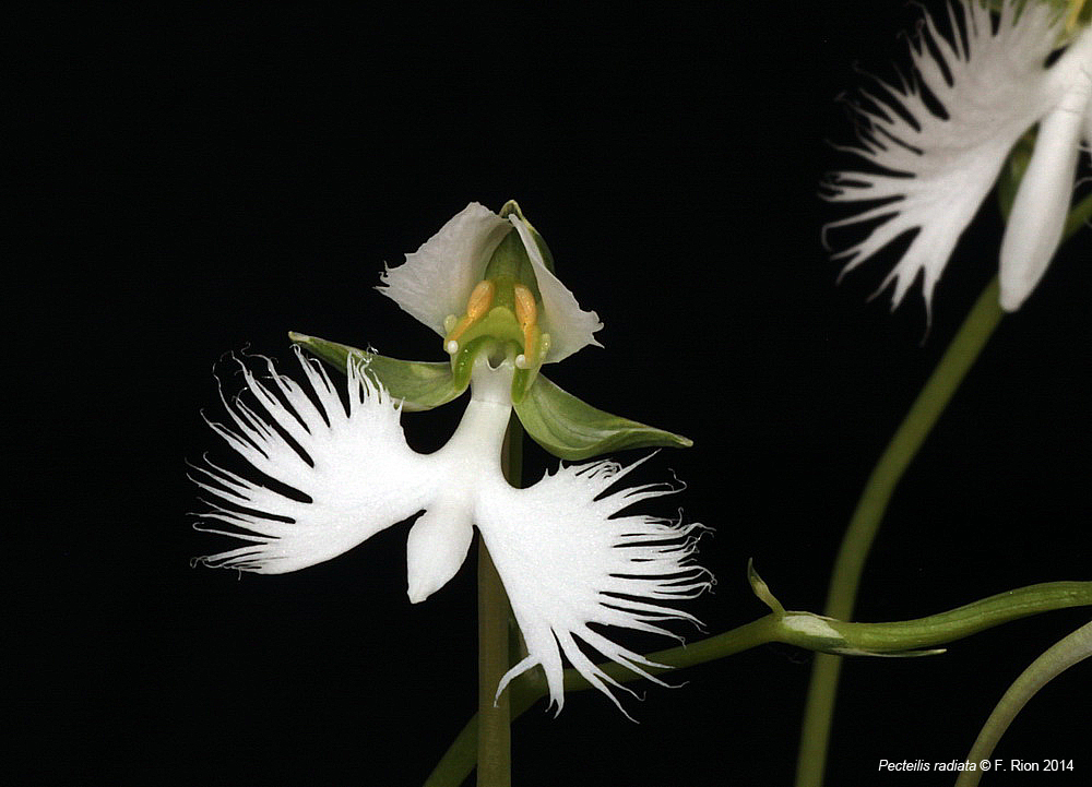 Pecteilis radiata (ex Habenaria radiata) IMG_9946_zps3210837c