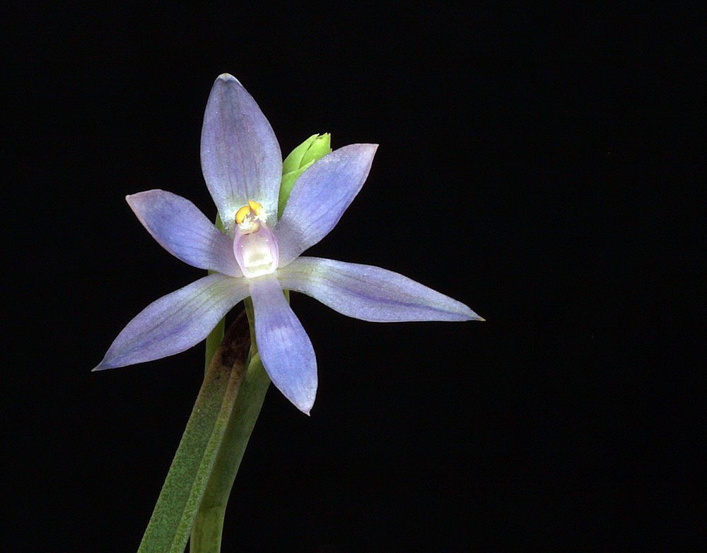 Thelymitra nuda IMG_9966_zps96a1dc76