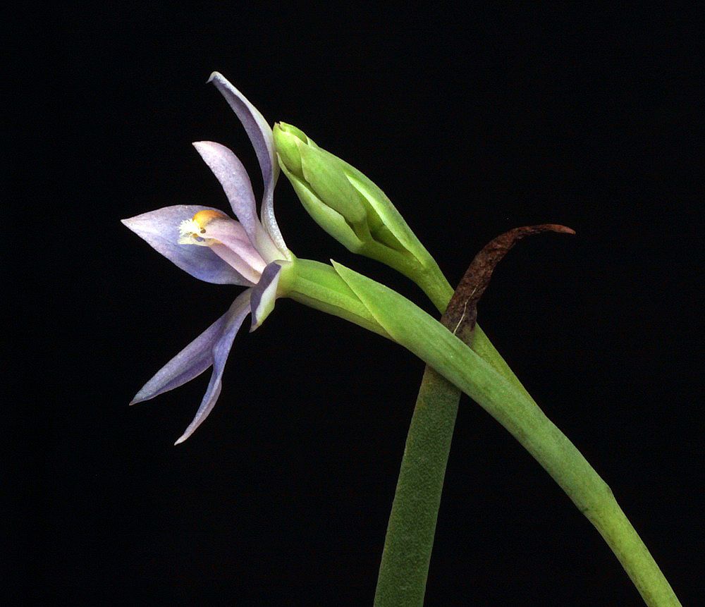 Thelymitra nuda IMG_9968_zps3a98cc84