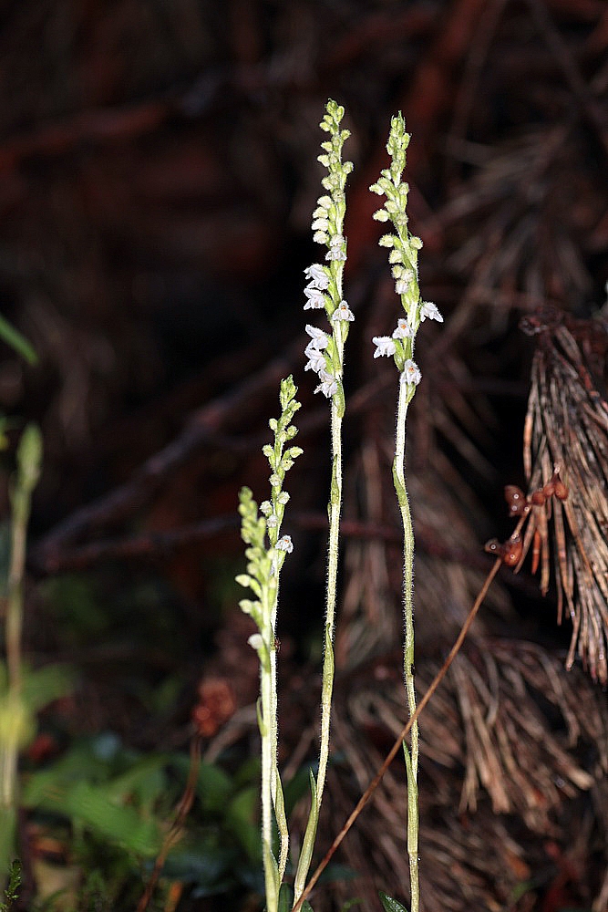 Goodyera repens IMG_9514_zpsf9b3f462