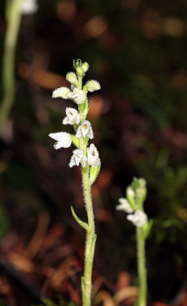 Goodyera repens IMG_9516_zpsdfc834ab