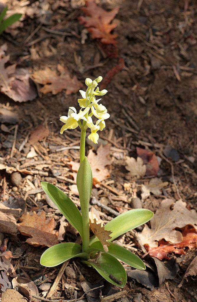 Orchis pallens, Valais, Suisse IMG_9531_zpsj4txsdw4