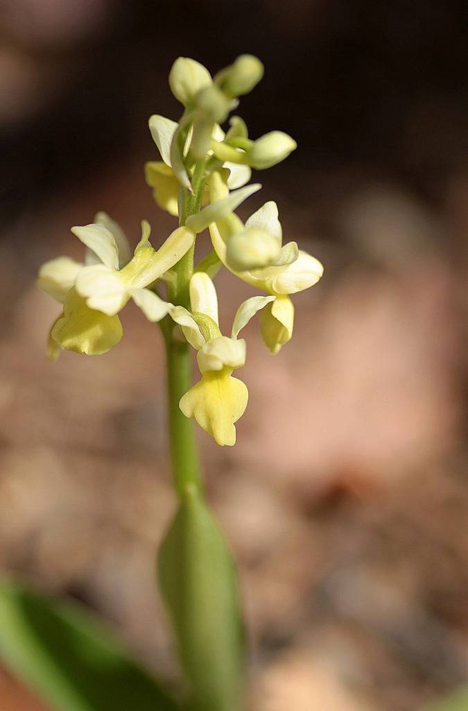 Orchis pallens, Valais, Suisse IMG_9535_zpskanit9cy