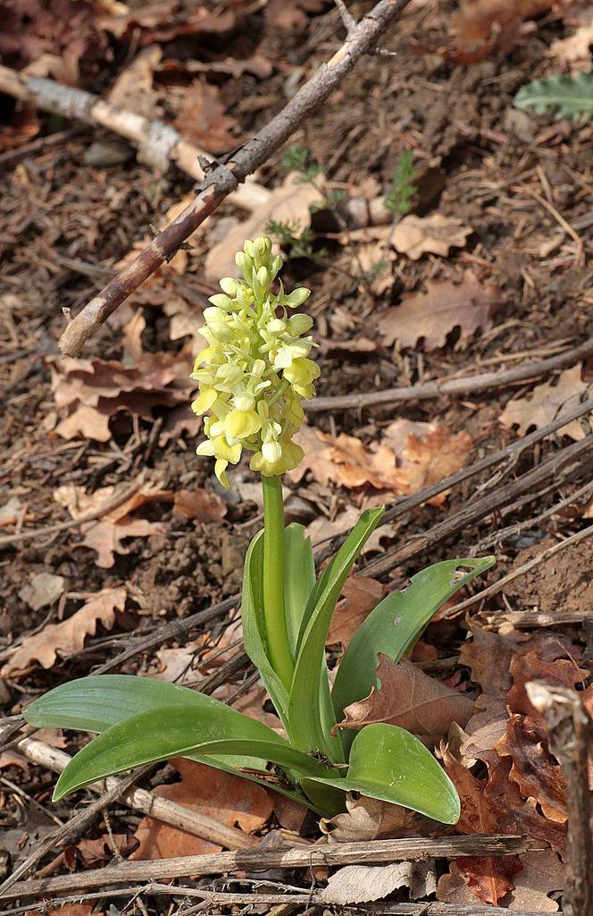 Orchis pallens, Valais, Suisse IMG_9552_zpsfigs87pc