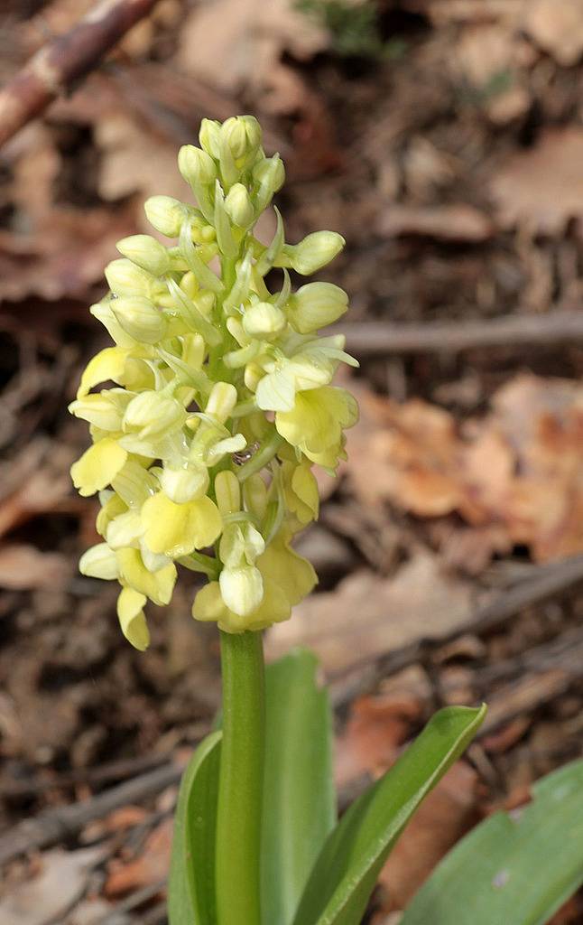 Orchis pallens, Valais, Suisse IMG_9555_zpszjdyn9wu