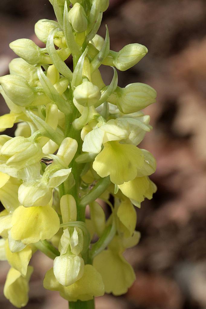 Orchis pallens, Valais, Suisse IMG_9558_zpsoeqjrz95