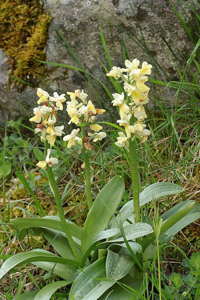 Orchis pallens, Valais, Suisse IMG_9631_zpspg5brq7y