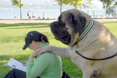 Perros y gatos monumentales [Fotos] Perro_gigante