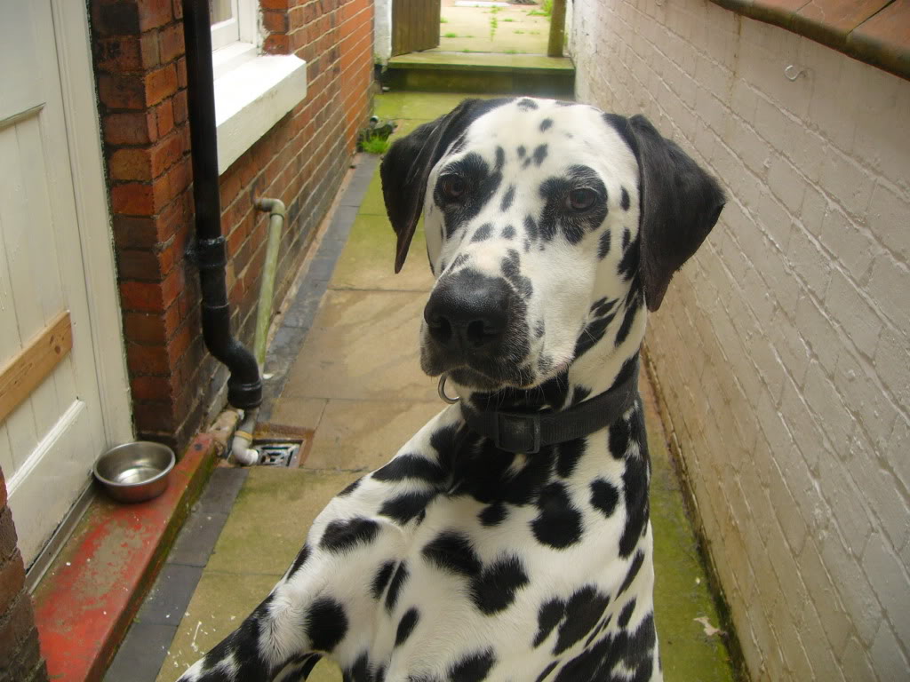 Dalmatian needs new home P1090802