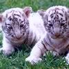 Animals Love [Official] White_Tiger_10