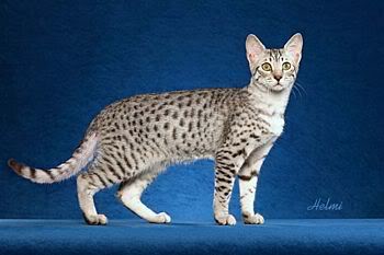 Kitty Catts!!!!!!!!!! ZEgyptianMauParadiseCats2