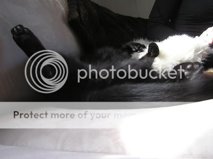 SoFA pets Vattern_Katt