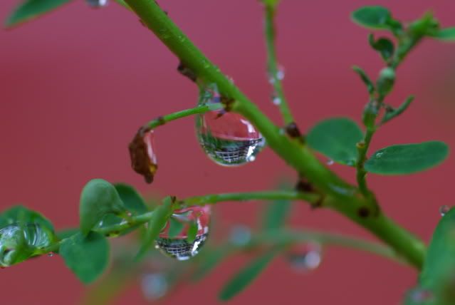 macro on water droplets - Page 2 13may10129