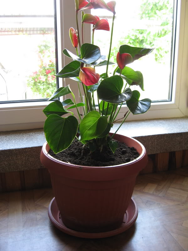 Anthurium - Page 3