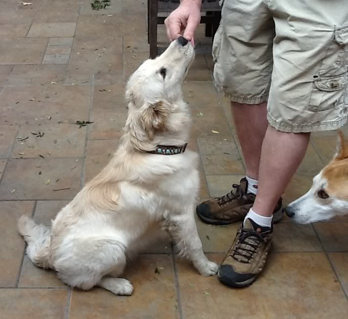 Found Retriever Mix Founddog2