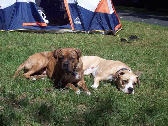 Went camping with the dogs this weekend.... 100_0919