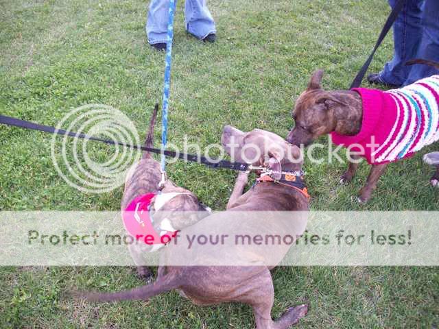 WI 2nd Annual Pit Bull Awareness Day 6-3