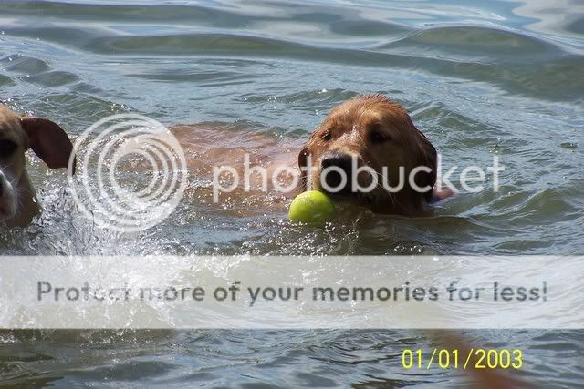 Ok, this time I got my camera pix and video ...... Dogsatbeachjuly12007011