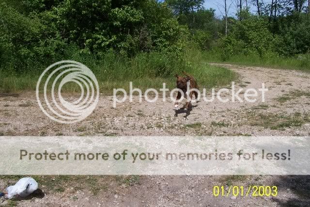 Ok, this time I got my camera pix and video ...... Dogsatbeachjuly12007020