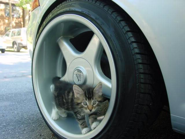 kedi bakmay bilen var m ? Brock_b1_kitty