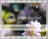 playing with my camera Th_beeMovie