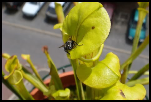 La mouche DSC01503