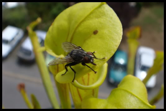 La mouche DSC01504