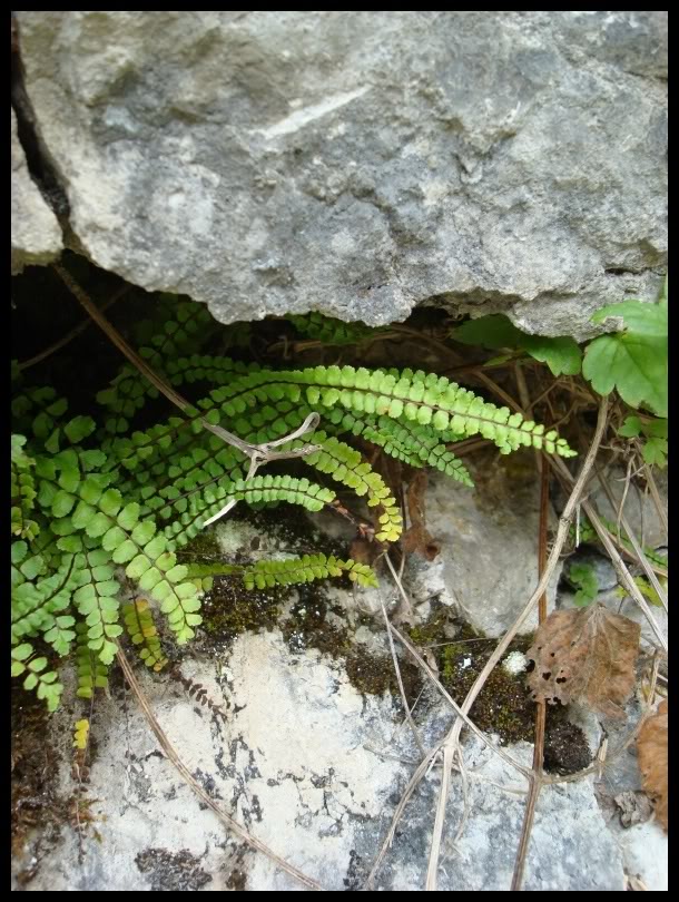 Un WE dans le Jura DSC05547