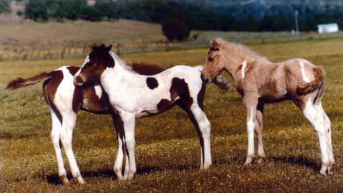 Slike drebadi Horse_fillies_colts_foals